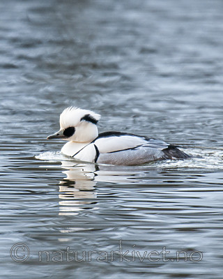 BB 09 0371 / Mergellus albellus / Lappfiskand